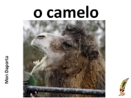 O camelo